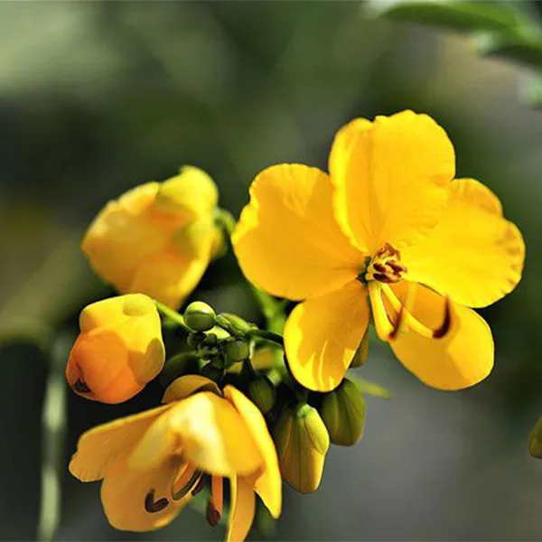 Senna extract botanical ingredient from Nectar Phytochems